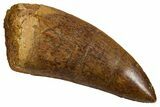 Serrated Carcharodontosaurus Tooth - Real Dinosaur Tooth #341165-1